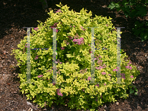 Picture of Spiraea japonica 'Candlelight'