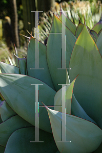 Picture of Agave celsii 