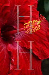 Picture of Hibiscus rosa-sinensis 'Kiss and Tell'