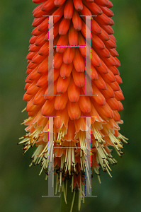 Picture of Kniphofia  'Alcazar'