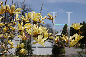 Picture of Magnolia x 'Yellow Lantern'