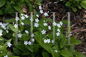 Picture of Omphalodes verna 'Alba'