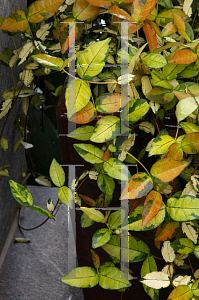 Picture of Trachelospermum asiaticum 'Ogon Nishiki'