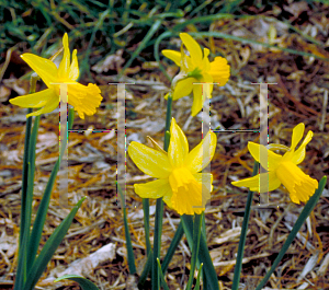 Picture of Narcissus  'February Gold'