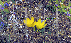 Picture of Sternbergia clusiana 
