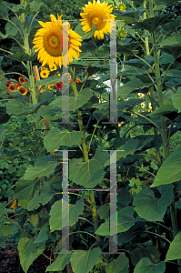 Picture of Helianthus annuus 'Mammoth Russian'