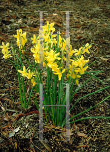 Picture of Narcissus  'Hawera'