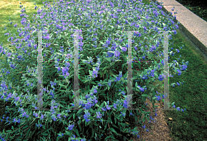 Picture of Caryopteris x clandonensis 'Longwood Blue'