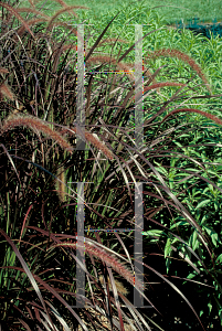 Picture of Pennisetum setaceum 'Rubrum'