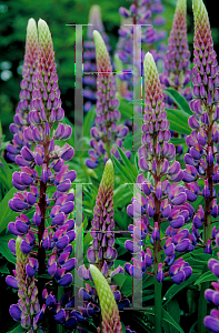 Picture of Lupinus polyphyllus 