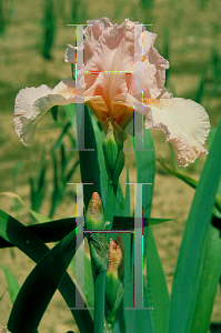 Picture of Iris germanica 'Beverly Sills'