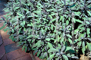 Picture of Salvia officinalis 'Purpurascens'