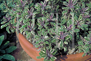 Picture of Salvia officinalis 'Tricolor'