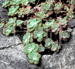 Picture of Sedum spathulifolium 