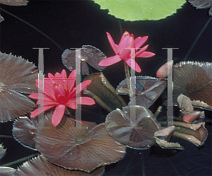 Picture of Nymphaea  'Red Flare'