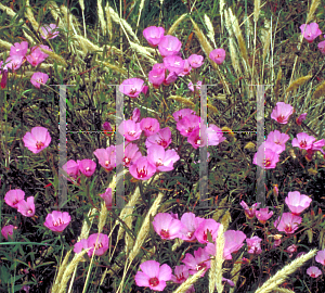 Picture of Clarkia amoena 