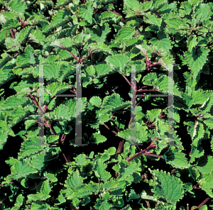 Picture of Plectranthus fruticosus 'James'