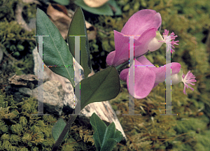Picture of Polygala paucifolia 