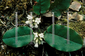 Picture of Epigaea repens 