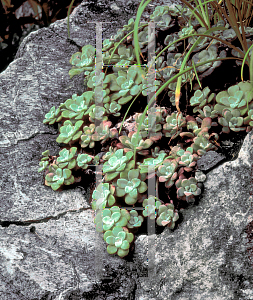 Picture of Sedum spathulifolium 