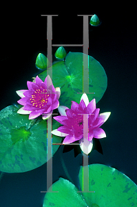 Picture of Nymphaea  'Director George T. Moore'