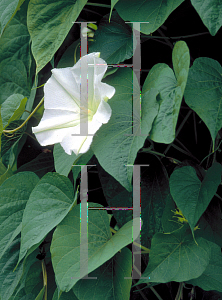Picture of Ipomoea alba 