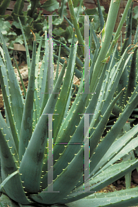 Picture of Aloe suprafoliata 