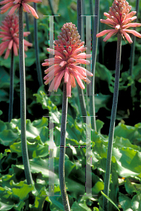 Picture of Veltheimia capensis 