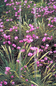 Picture of Clarkia amoena 