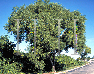 Picture of Acacia auriculiformis 