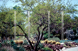 Picture of Acacia farnesiana 