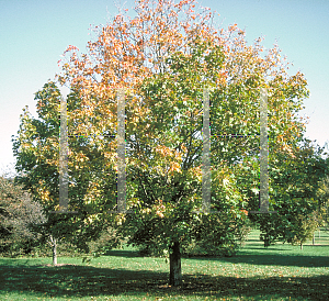 Picture of Acer platanoides 'Superform'