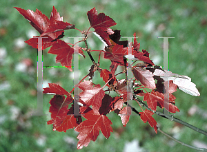 Picture of Acer rubrum 'Autumn Flame'