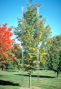 Picture of Acer saccharum 'Endowment'