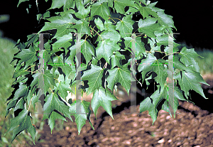 Picture of Acer saccharum 'Green Mountain'