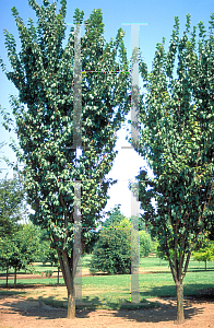 Picture of Prunus sargentii 'Columnaris'
