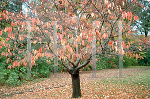 Picture of Prunus serrulata 'Kwanzan'