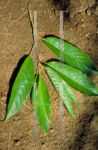Picture of Prunus x yedoensis 'Akebono'