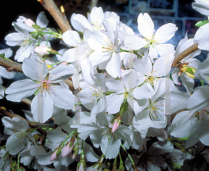 Picture of Prunus x yedoensis 'Akebono'