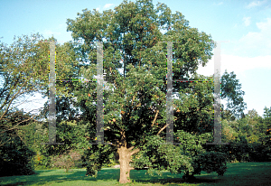 Picture of Quercus alba 