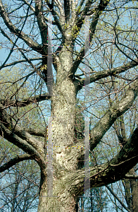 Picture of Quercus bicolor 