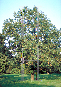 Picture of Quercus coccinea 
