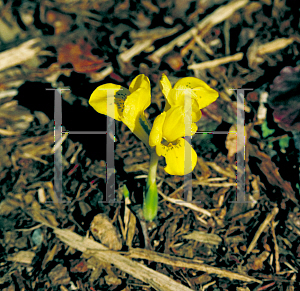 Picture of Iris danfordiae 
