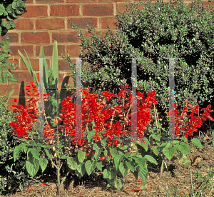 Picture of Salvia splendens 'Empire Red'