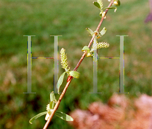Picture of Salix babylonica 
