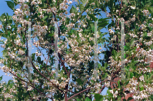 Picture of Styrax japonicum 