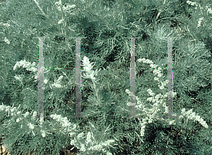 Picture of Artemisia pycnocephala 'David's Choice'