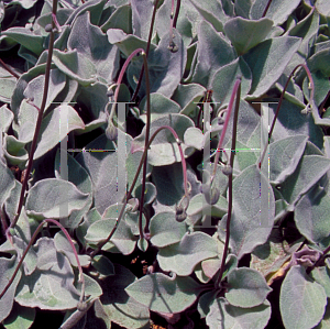 Picture of Hieracium lanatum 