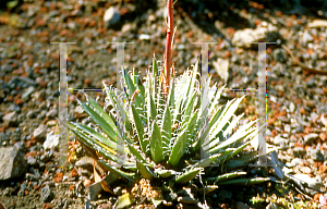 Picture of Agave parviflora 