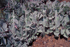 Picture of Hieracium lanatum 
